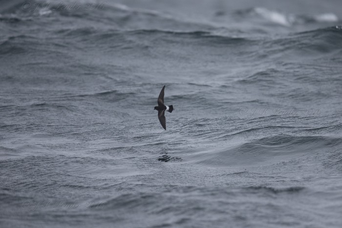 Wilson's Petrel