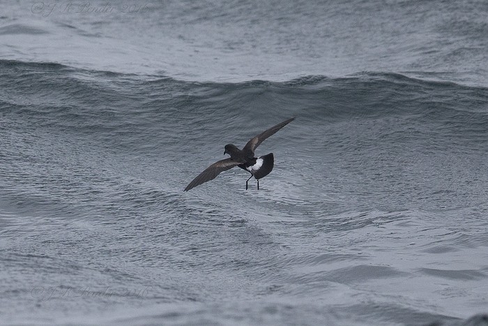 Wilson's Petrel