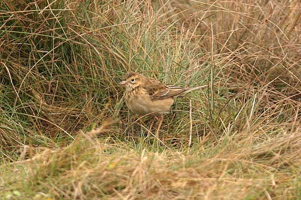 Richard's Pipit