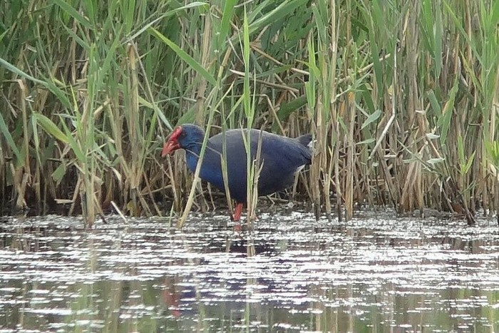 Western Purple Swamphen