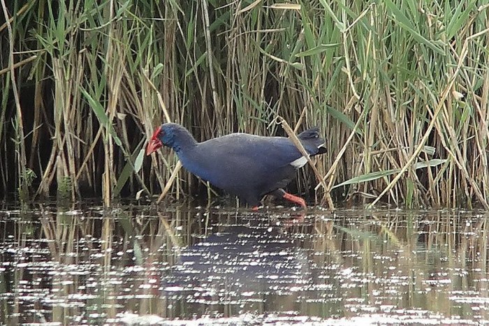 Western Purple Swamphen
