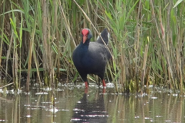 Western Purple Swamphen