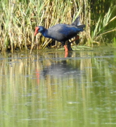 Western Purple Swamphen
