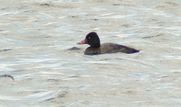 Lesser Scaup