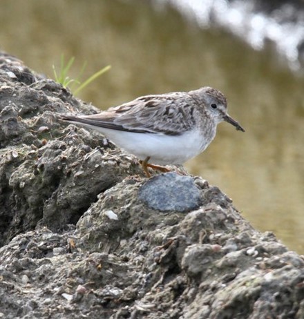 Temminck's Stint