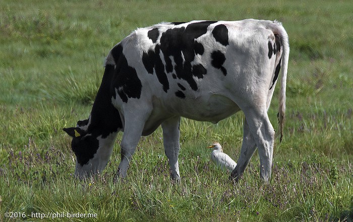 Cattle Egret