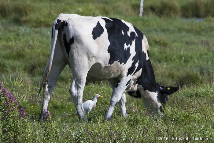 Cattle Egret