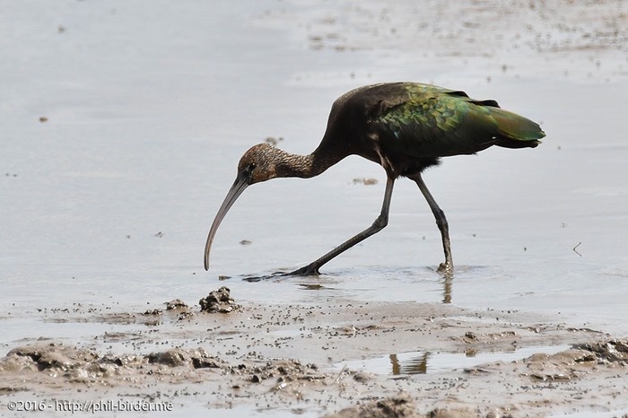 Glossy Ibis