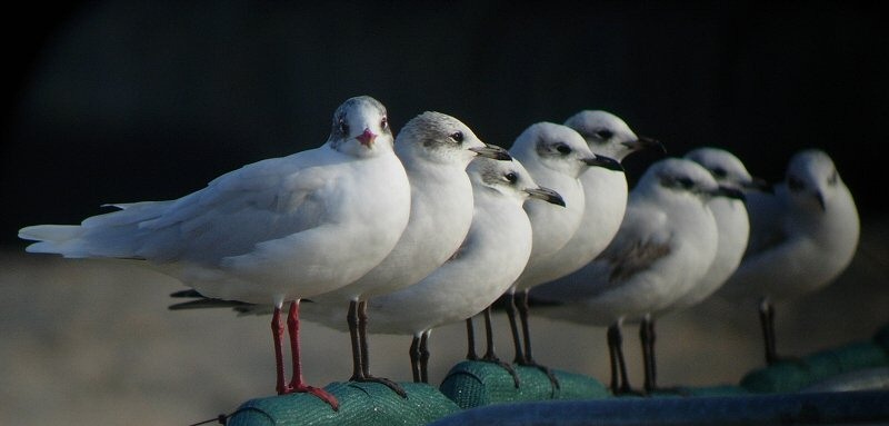 Mediterranean Gull