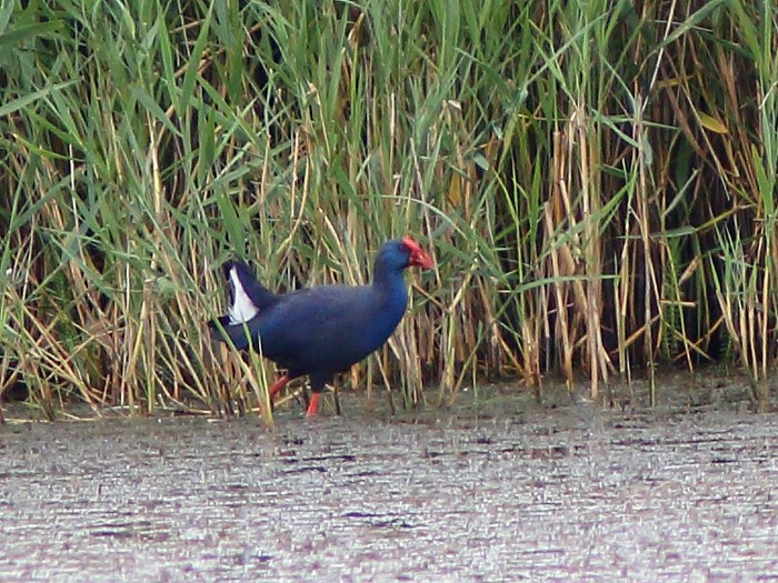 Western Purple Swamphen