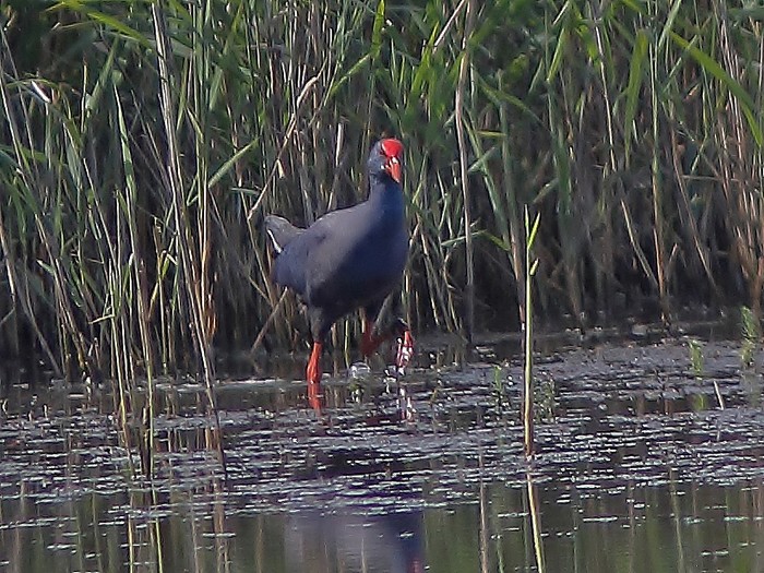 Western Purple Swamphen