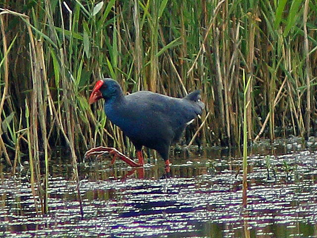 Western Purple Swamphen