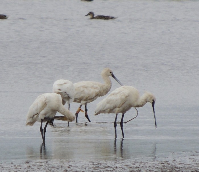 Spoonbill
