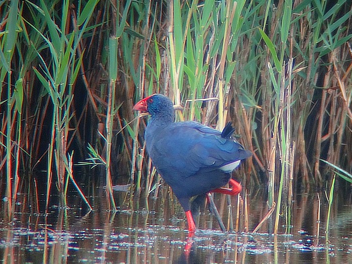 Western Purple Swamphen