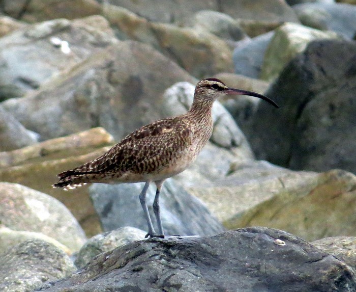 Hudsonian Whimbrel