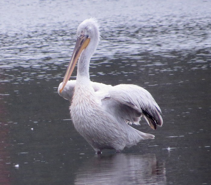 Dalmatian Pelican