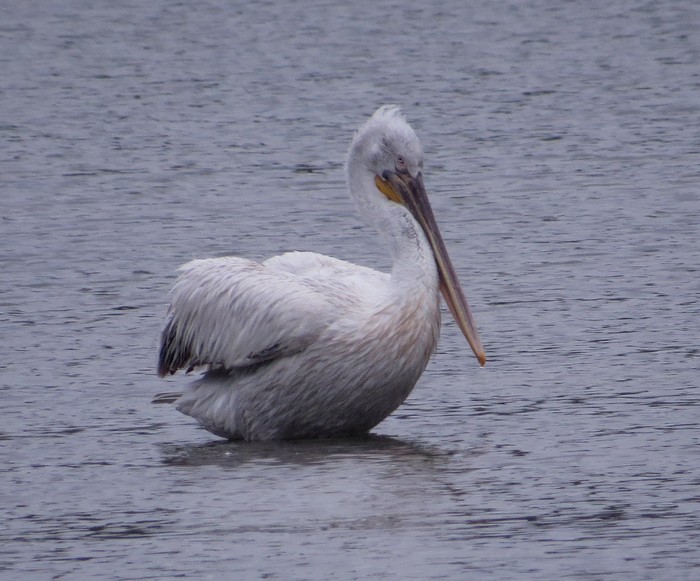 Dalmatian Pelican