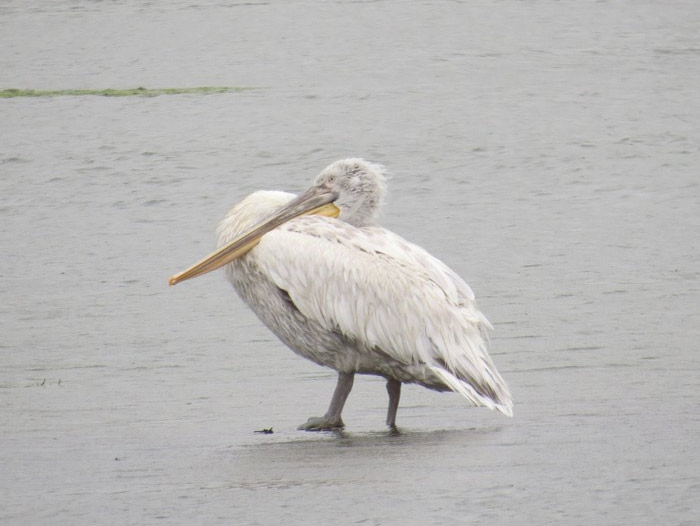 Dalmatian Pelican