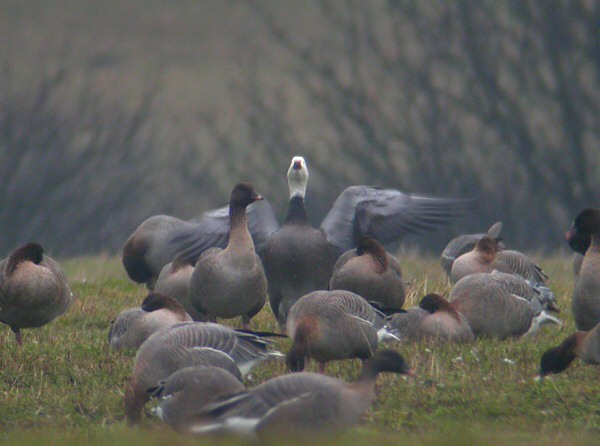 Lesser Snow Goose
