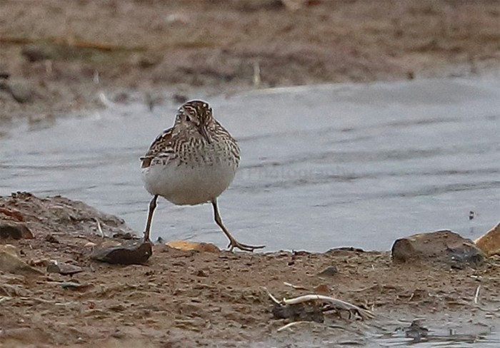 Least Sandpiper