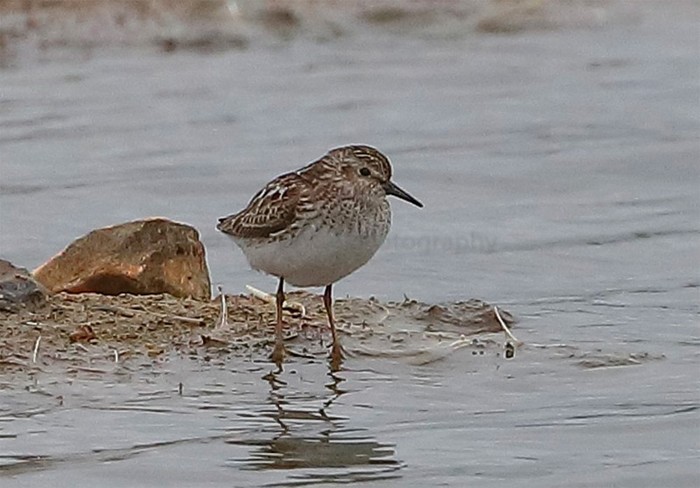 Least Sandpiper