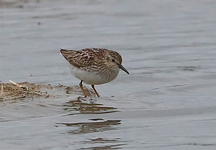 Least Sandpiper