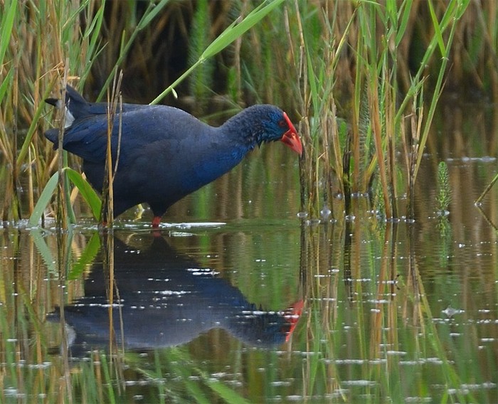 Western Purple Swamphen