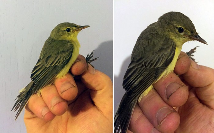 Icterine Warbler