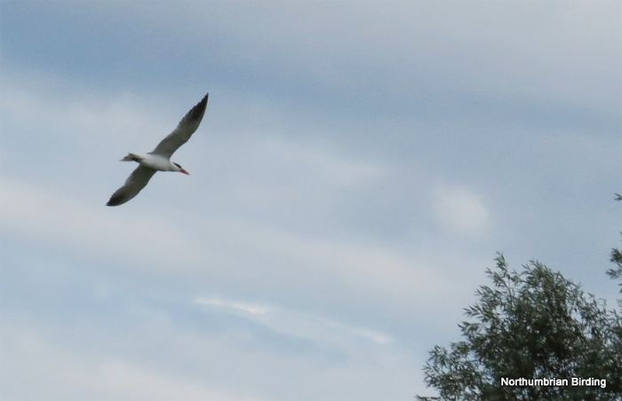 Caspian Tern