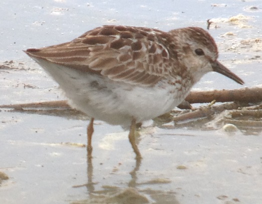 Least Sandpiper
