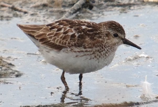 Least Sandpiper