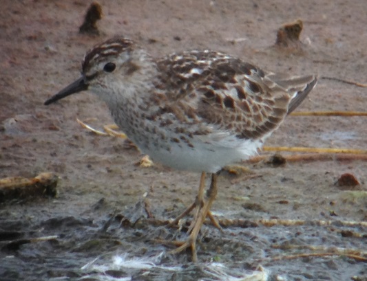 Least Sandpiper