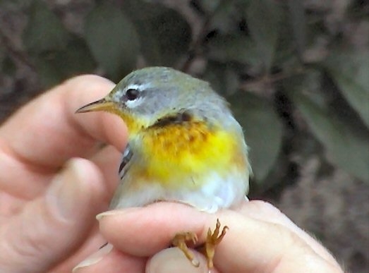 Northern Parula