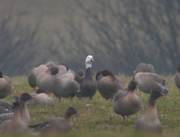Lesser Snow Goose