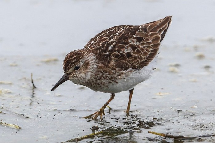 Least Sandpiper