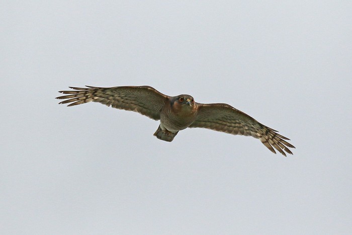 Sparrowhawk