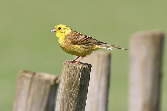 Yellowhammer