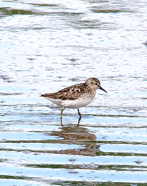Least Sandpiper