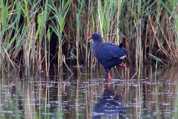 Western Purple Swamphen