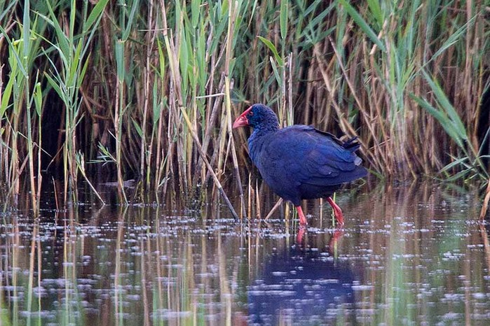 Western Purple Swamphen