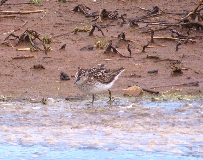 Least Sandpiper