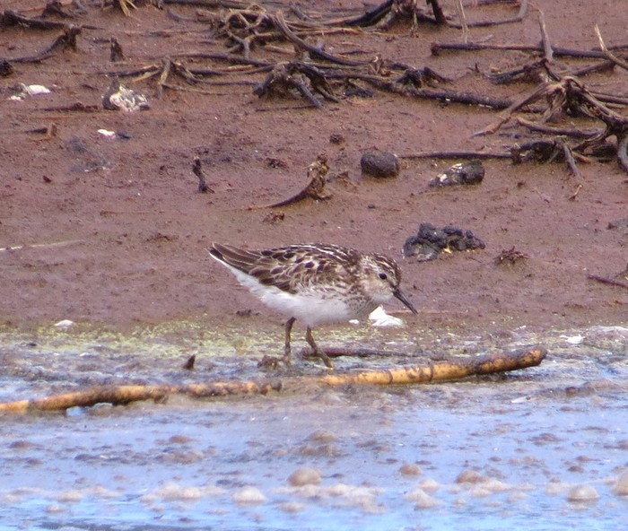 Least Sandpiper