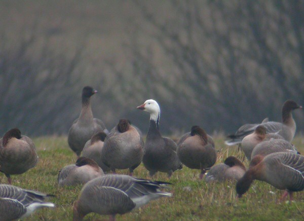 Lesser Snow Goose