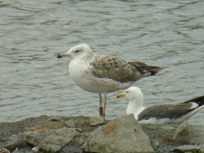 Caspian Gull