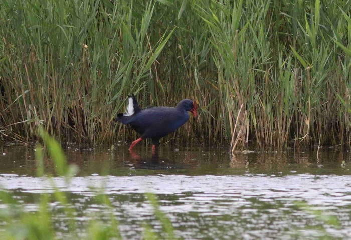 Western Purple Swamphen