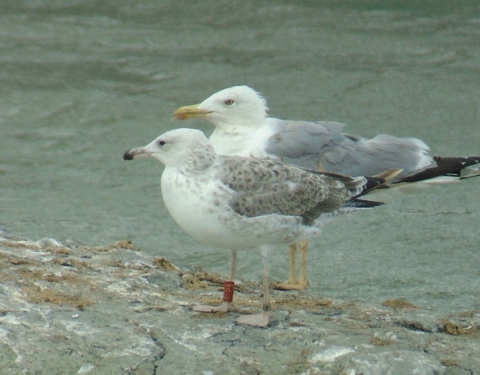 Caspian Gull