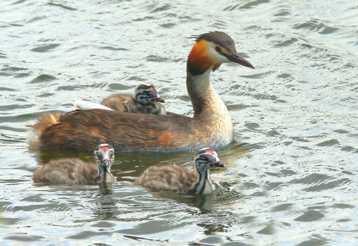 Great Crested Grebe