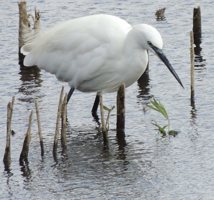 Little Egret
