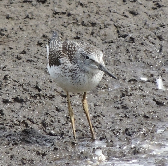 Greenshank