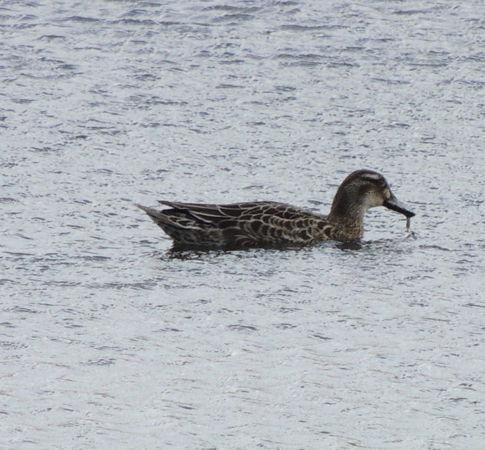 Garganey